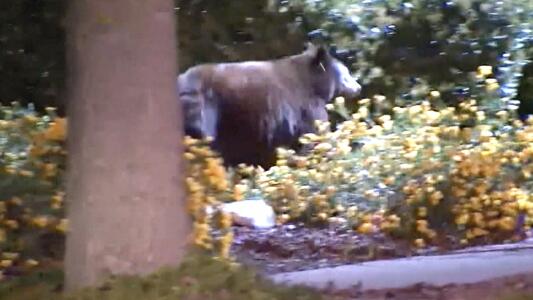 Sorprenden a un enorme oso paseando en medio de la noche por un barrio residencial de Los Ángeles